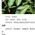 普洱