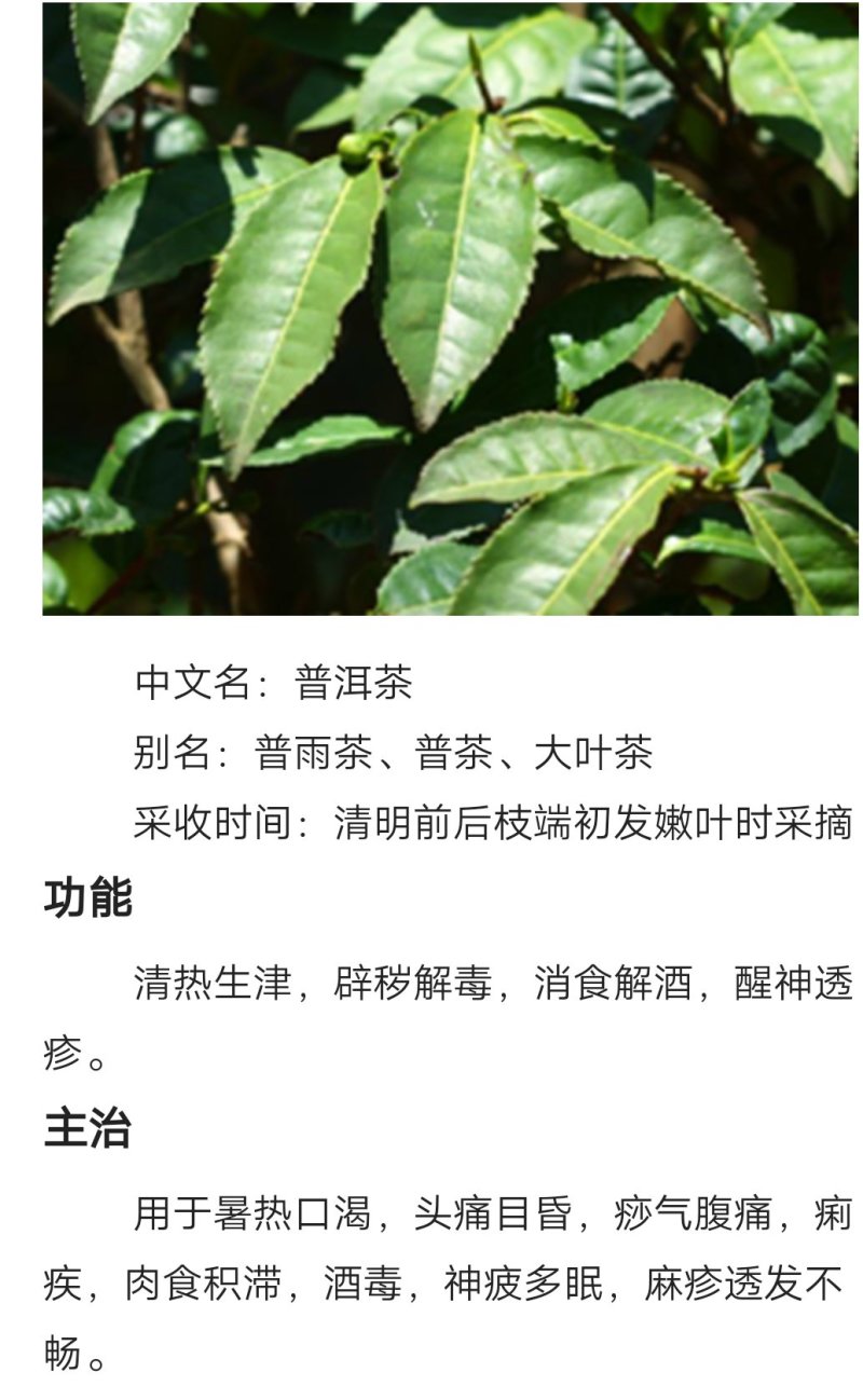 普洱