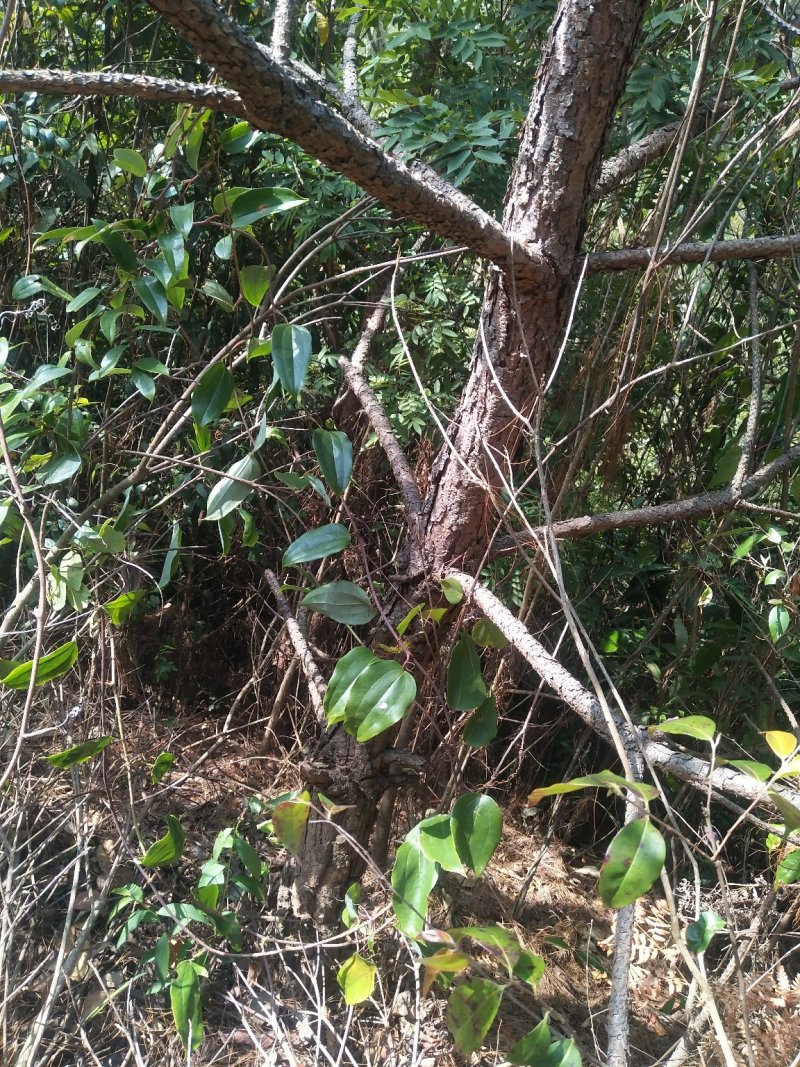 野生土茯苓（禹余良、白余良、刺猪苓）红心，现挖现发！