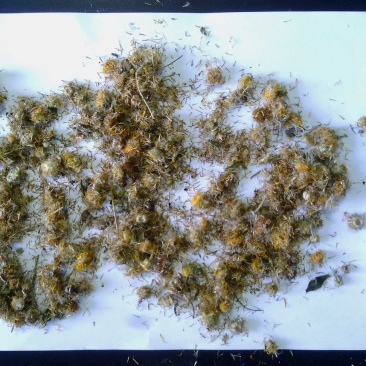 旋覆花，优质旋复花