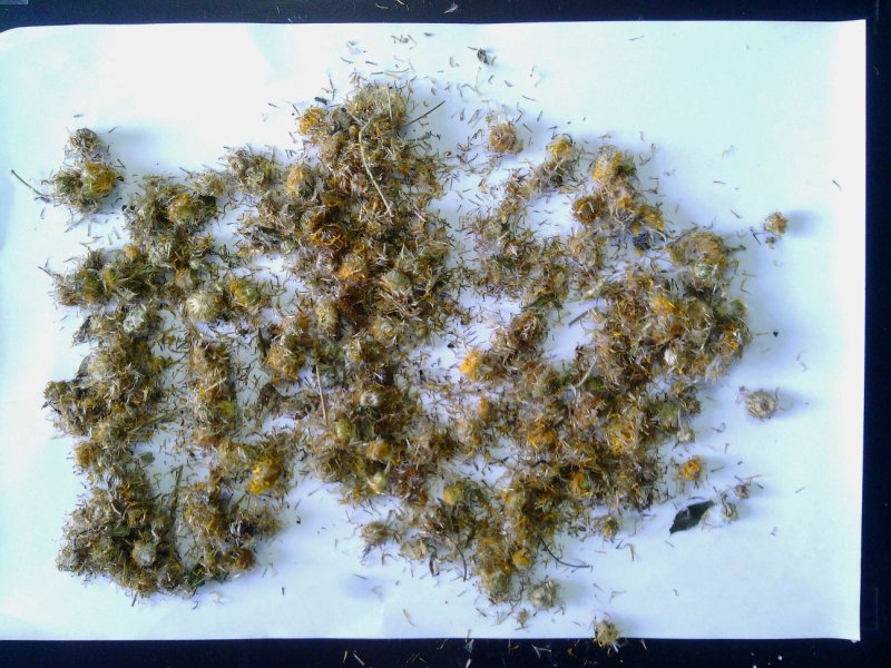 旋覆花，优质旋复花