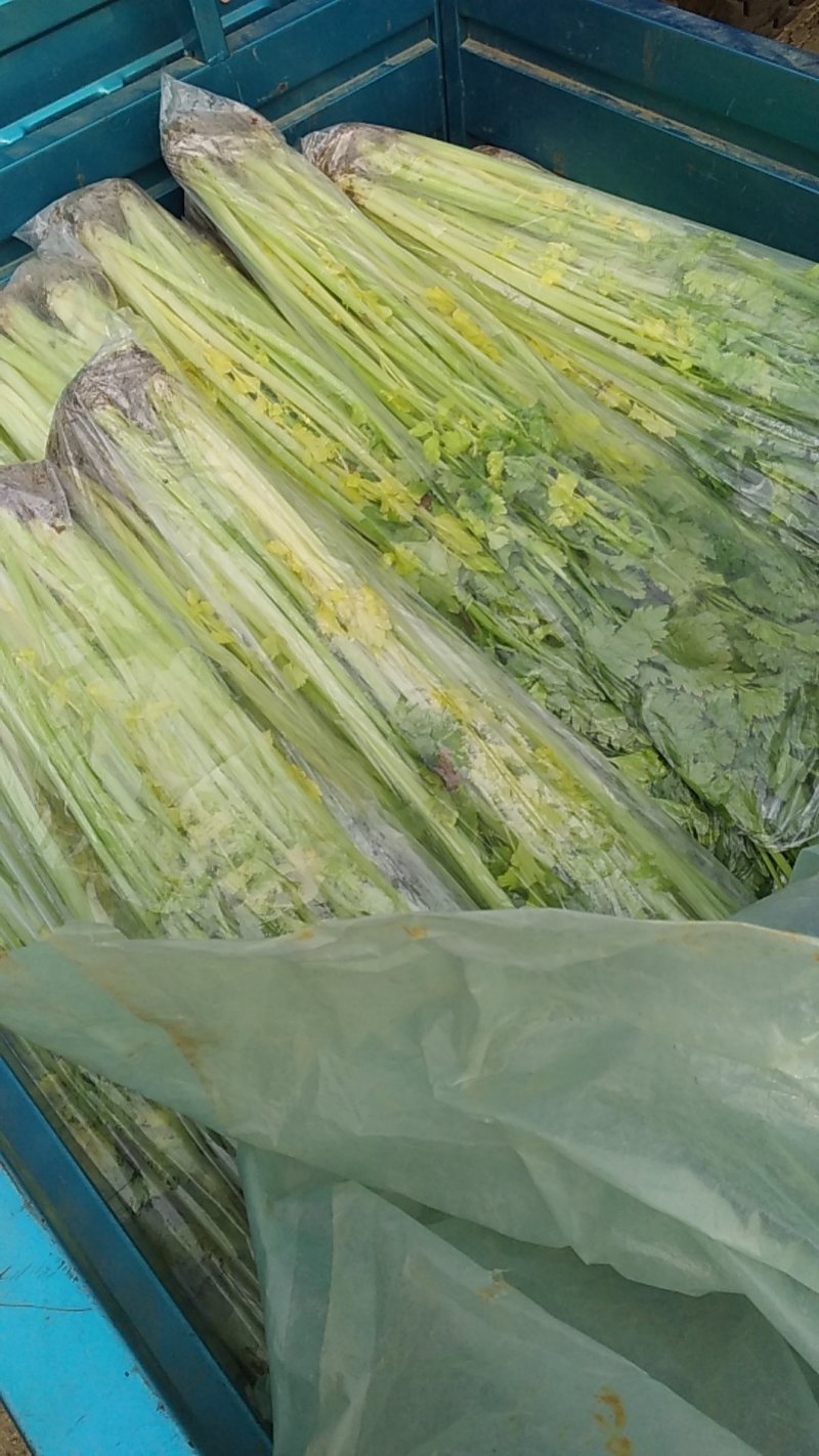 马家沟芹菜