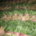 菠菜产地直供，质量杠杠滴供应量大-新鲜蔬菜一条龙服务