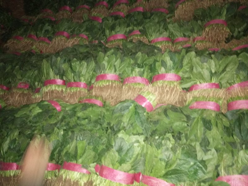 菠菜产地直供，质量杠杠滴供应量大-新鲜蔬菜一条龙服务