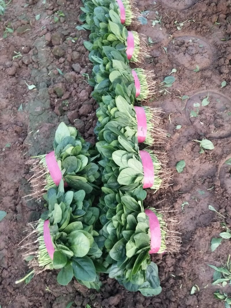 菠菜产地直供，质量杠杠滴供应量大-新鲜蔬菜一条龙服务