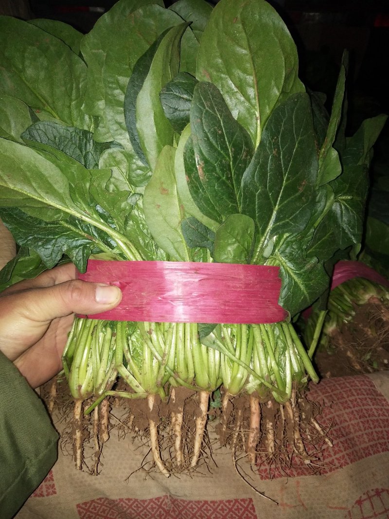 菠菜产地直供，质量杠杠滴供应量大-新鲜蔬菜一条龙服务