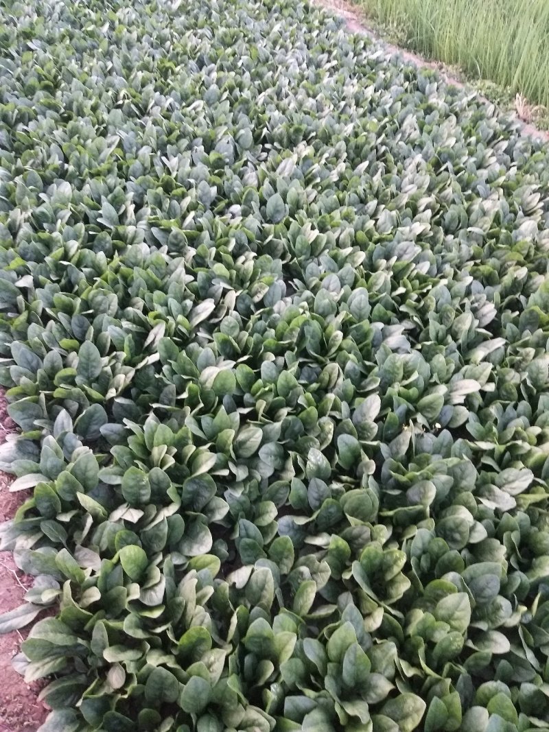 菠菜产地直供，质量杠杠滴供应量大-新鲜蔬菜一条龙服务