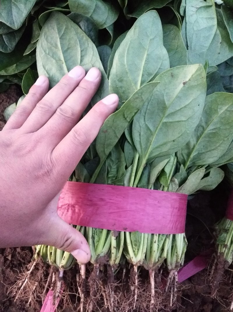 菠菜产地直供，质量杠杠滴供应量大-新鲜蔬菜一条龙服务