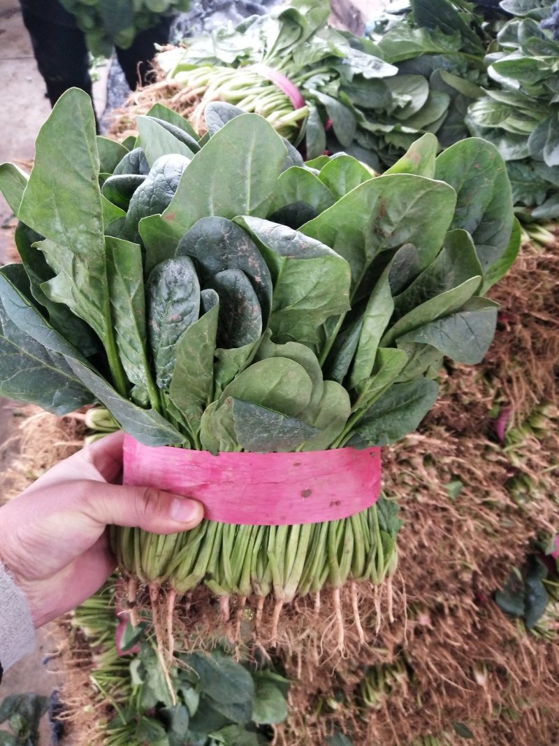 菠菜产地直供，质量杠杠滴供应量大-新鲜蔬菜一条龙服务