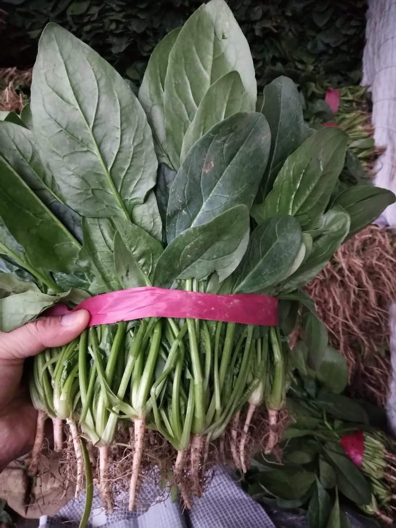 菠菜产地直供，质量杠杠滴供应量大-新鲜蔬菜一条龙服务