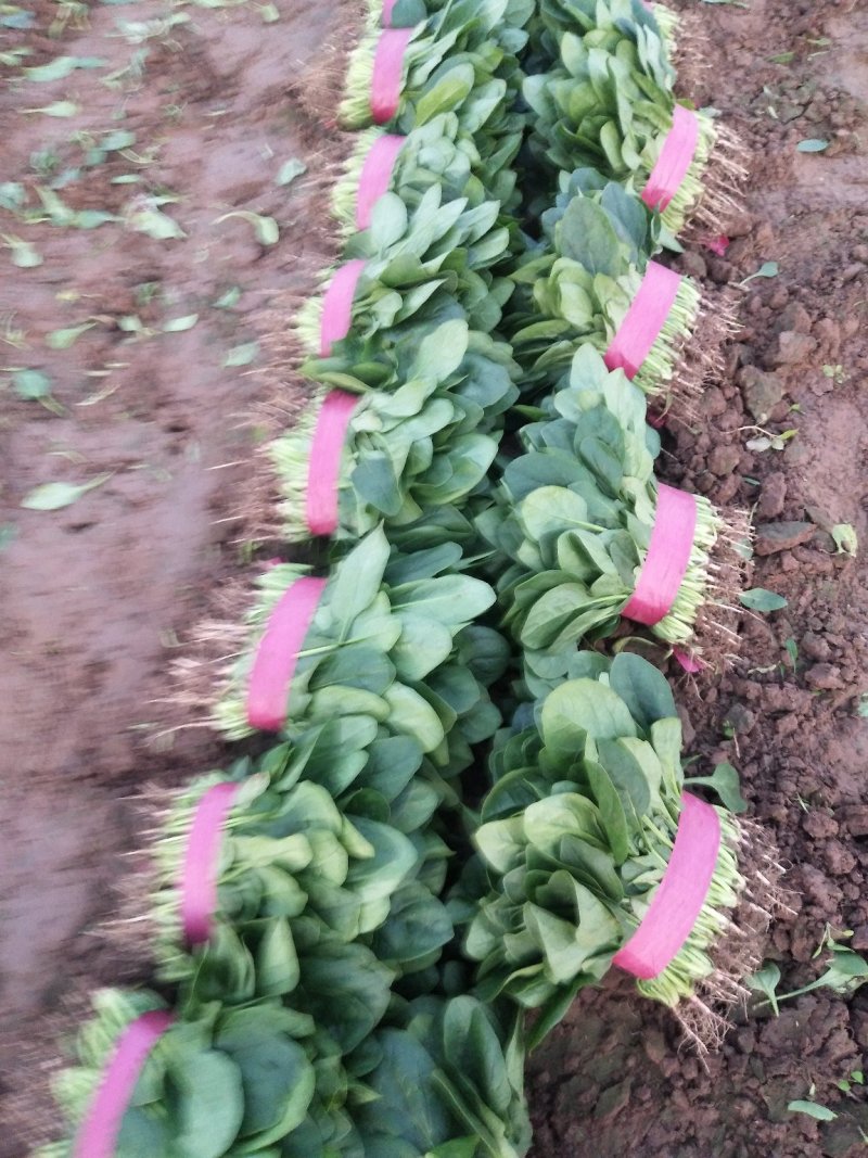 菠菜产地直供，质量杠杠滴供应量大-新鲜蔬菜一条龙服务