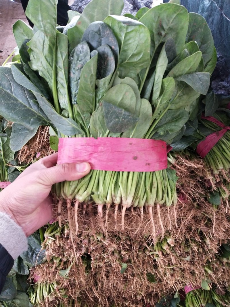 菠菜产地直供，质量杠杠滴供应量大-新鲜蔬菜一条龙服务