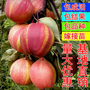 梨树苗嫁接早酥红梨树苗南北方种植当年结果地栽梨树苗