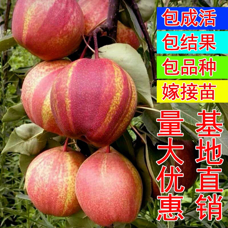 梨树苗嫁接早酥红梨树苗南北方种植当年结果地栽梨树苗