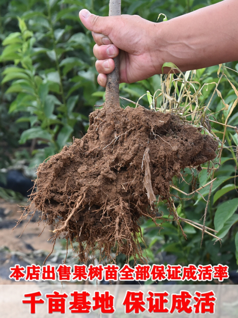 梨树苗嫁接早酥红梨树苗南北方种植当年结果地栽梨树苗