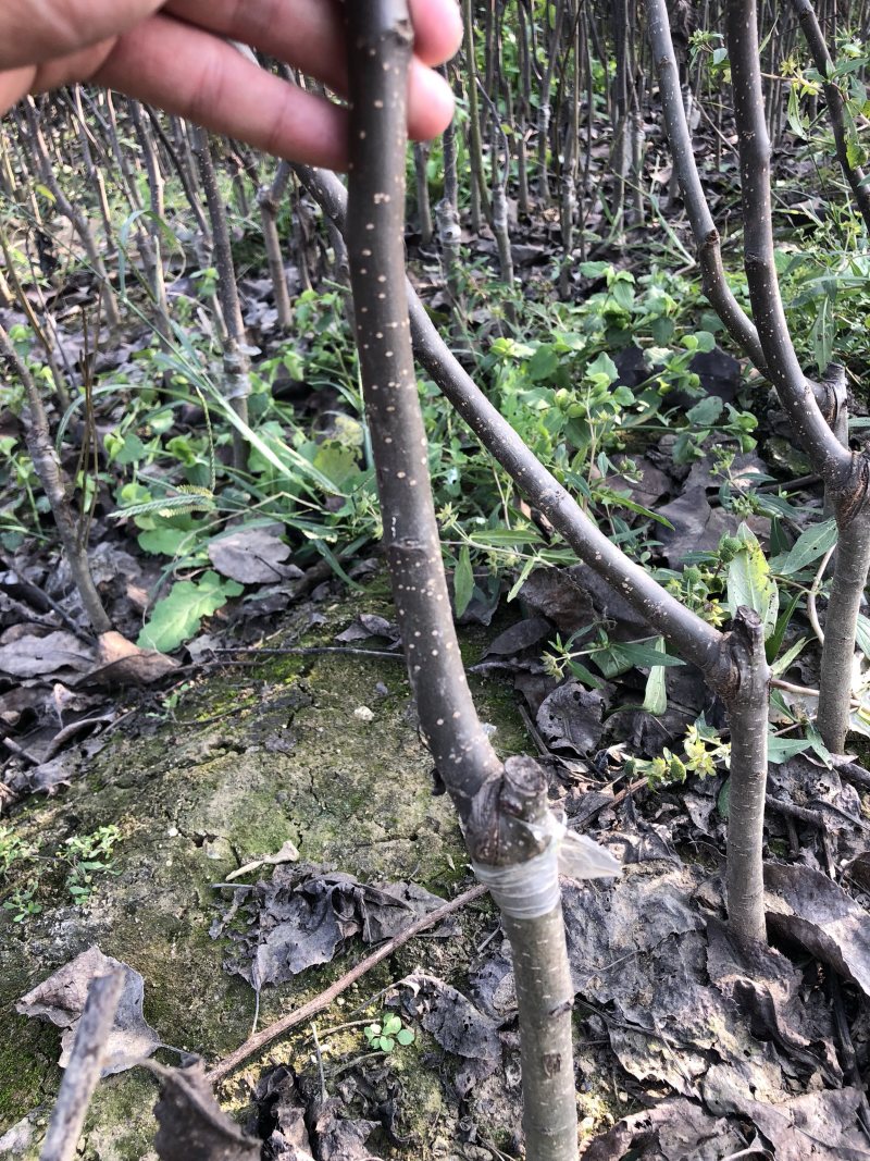 梨树苗嫁接早酥红梨树苗南北方种植当年结果地栽梨树苗