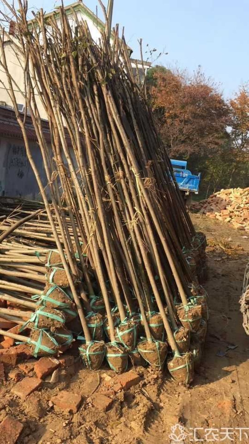 3公分榉树8～25元装车，具体看您需要什么品质