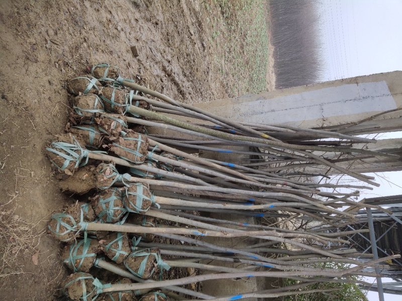 3公分榉树8～25元装车，具体看您需要什么品质