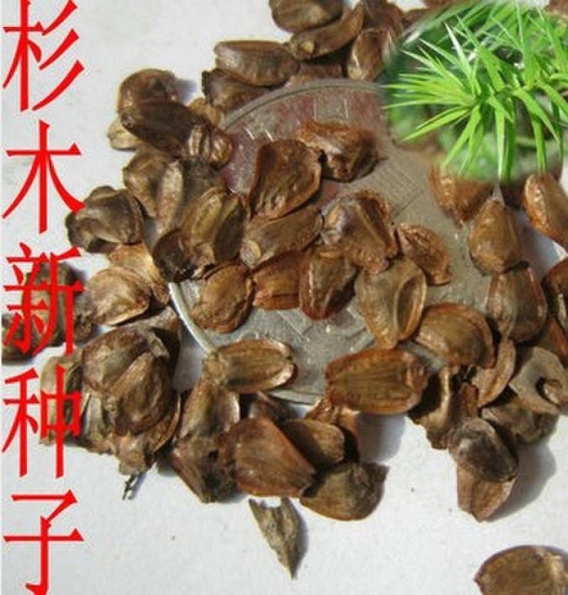 新采一级杉木种子杉术种籽红心杉速生云南杉木刺杉苗木树种子