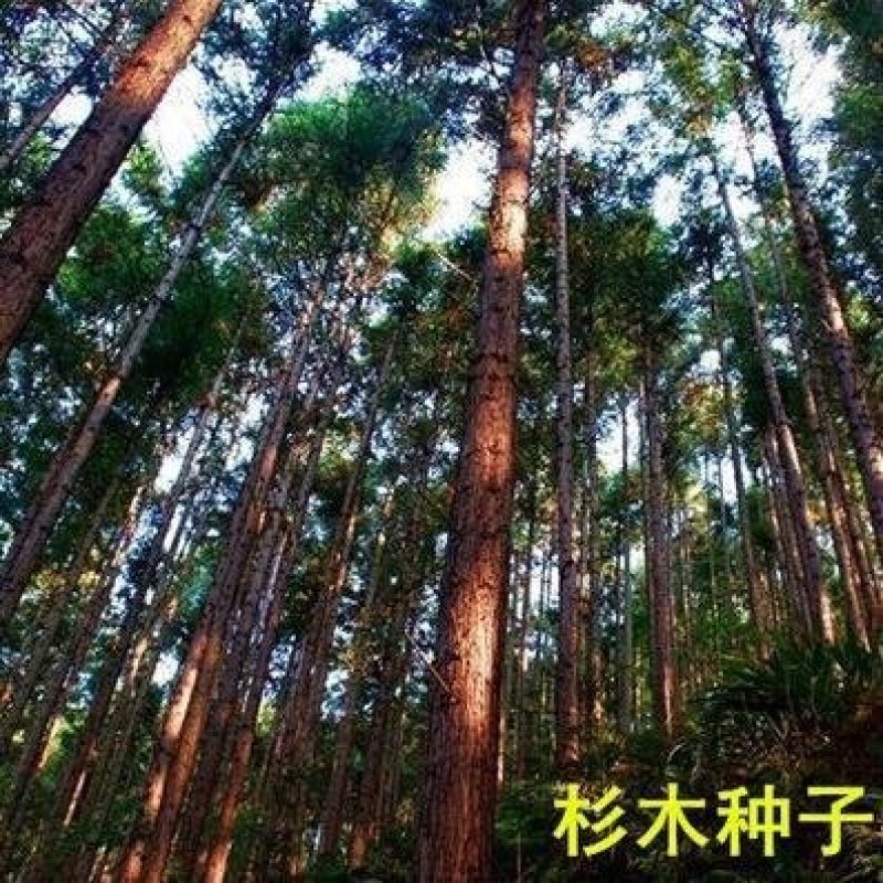 新采一级杉木种子杉术种籽红心杉速生云南杉木刺杉苗木树种子