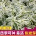 银边翠种子花卉花草种子多年生草本植物易播种出芽快
