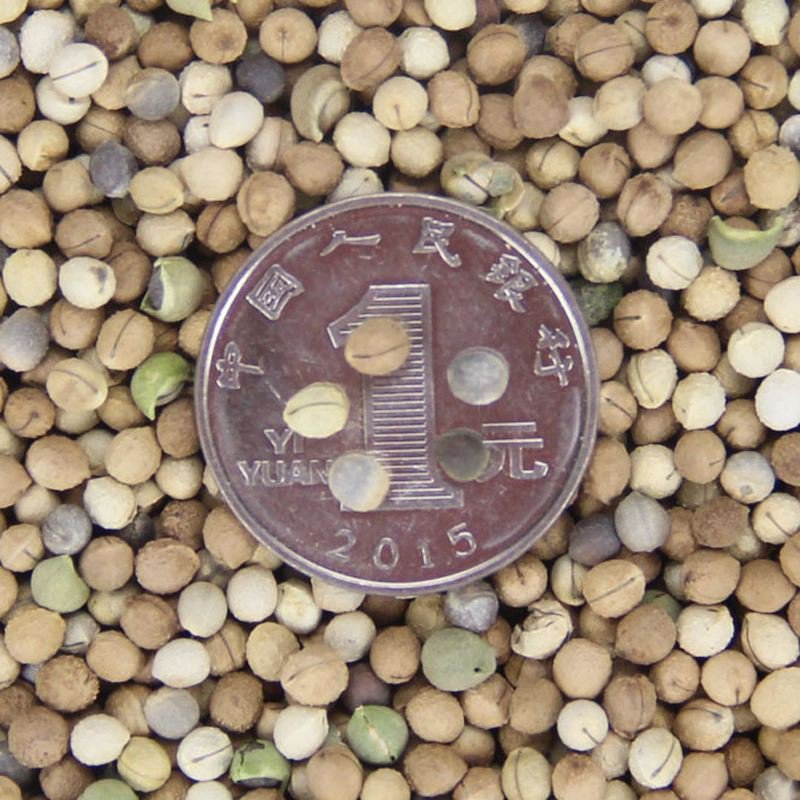 银边翠种子花卉花草种子多年生草本植物易播种出芽快