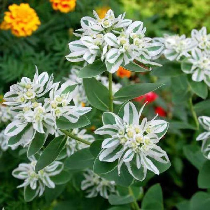 银边翠种子花卉花草种子多年生草本植物易播种出芽快