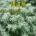 银边翠种子花卉花草种子多年生草本植物易播种出芽快
