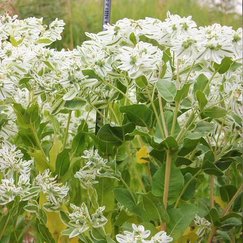 银边翠种子花卉花草种子多年生草本植物易播种出芽快