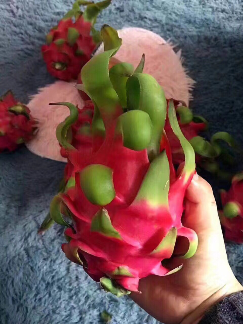 越南新鲜红心火龙果，进口孕妇水果