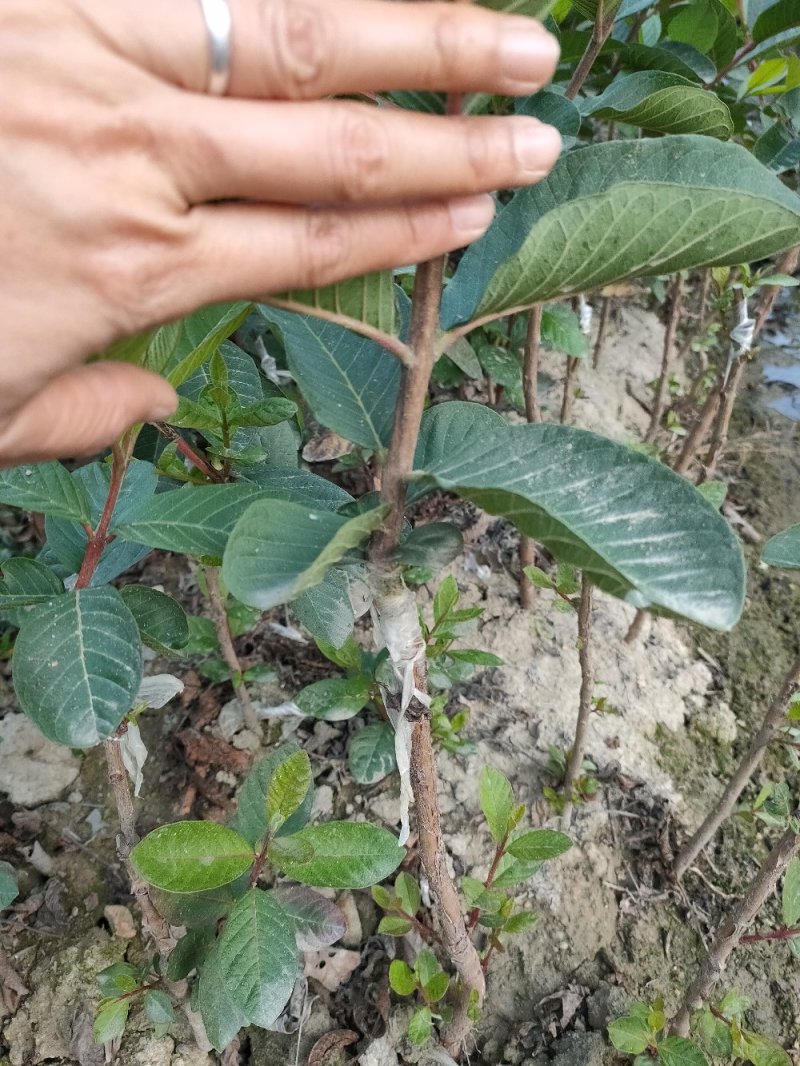 红宝石番石榴苗，正品嫁接苗，少籽无籽，量大从优