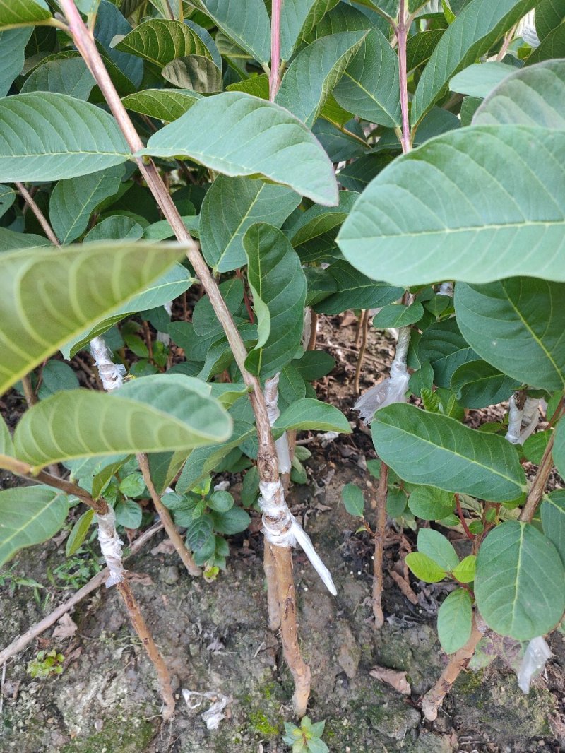 红宝石番石榴苗，正品嫁接苗，少籽无籽，量大从优