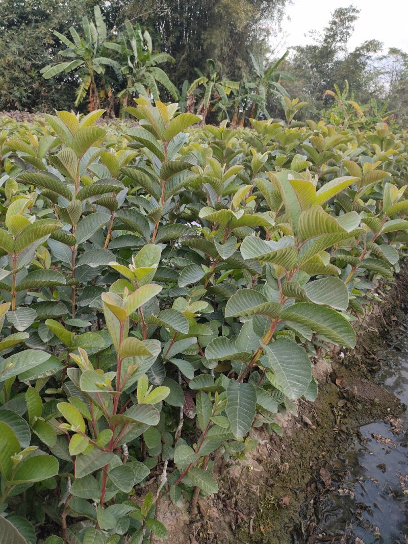 红宝石番石榴苗，正品嫁接苗，少籽无籽，量大从优