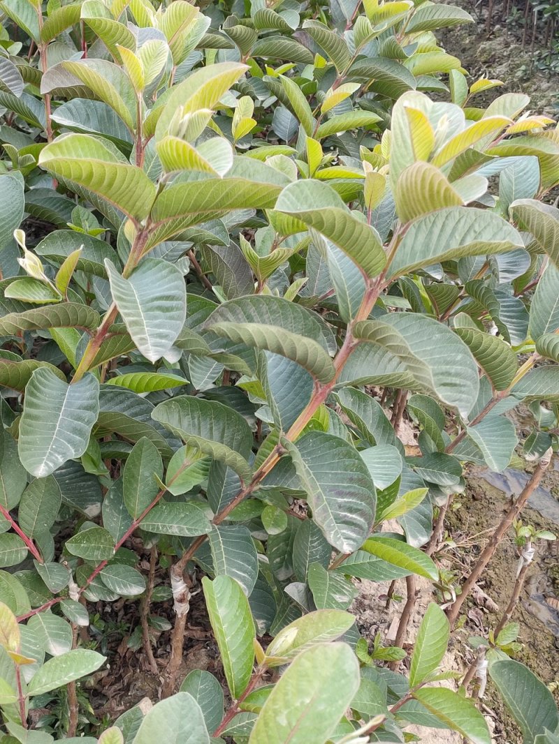 红宝石番石榴苗，正品嫁接苗，少籽无籽，量大从优