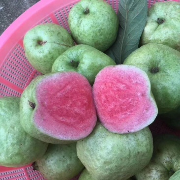 红宝石番石榴苗,正品嫁接苗,少籽无籽,量大从优