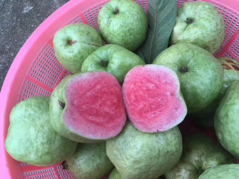 红宝石番石榴苗，正品嫁接苗，少籽无籽，量大从优