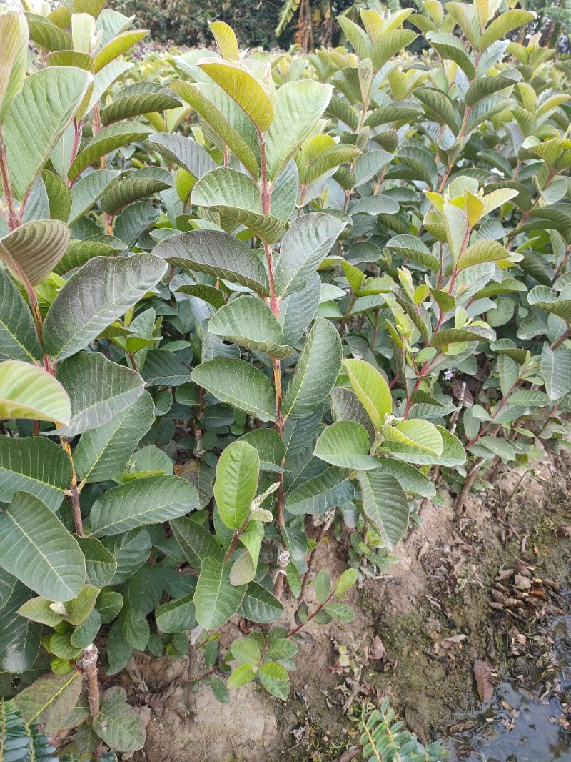 红宝石番石榴苗，正品嫁接苗，少籽无籽，量大从优