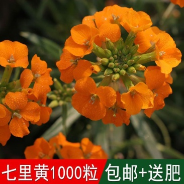 花卉种子七里黄袋装七里黄种子观花植物庭院种植室内