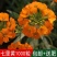 花卉种子七里黄袋装七里黄种子观花植物庭院种植室内