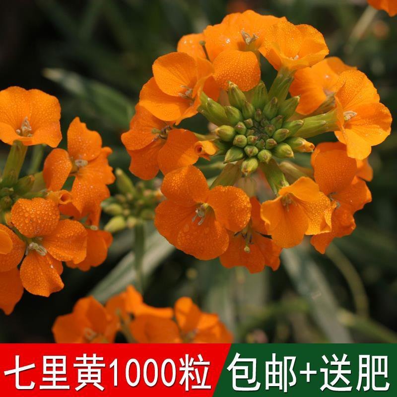 花卉种子七里黄袋装七里黄种子观花植物庭院种植室内