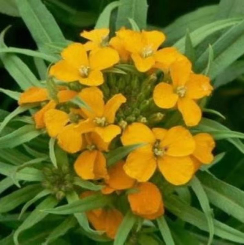 花卉种子七里黄袋装七里黄种子观花植物庭院种植室内