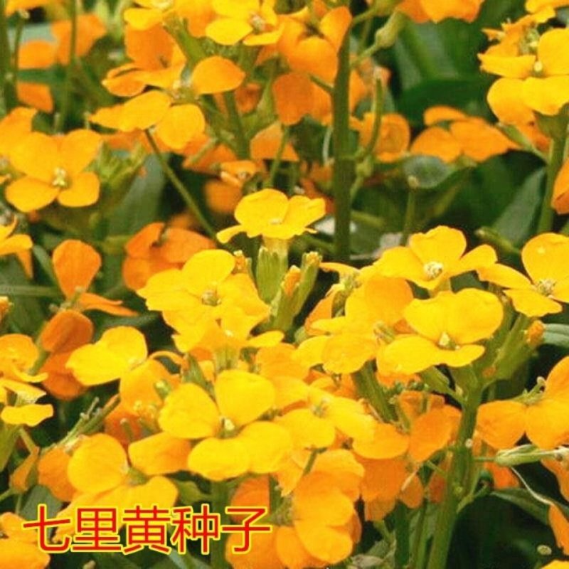 花卉种子七里黄袋装七里黄种子观花植物庭院种植室内