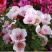 古代稀种子送春花晚春锦花园花坛花境播种栽培常见品种