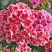 古代稀种子送春花晚春锦花园花坛花境播种栽培常见品种