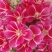 古代稀种子送春花晚春锦花园花坛花境播种栽培常见品种