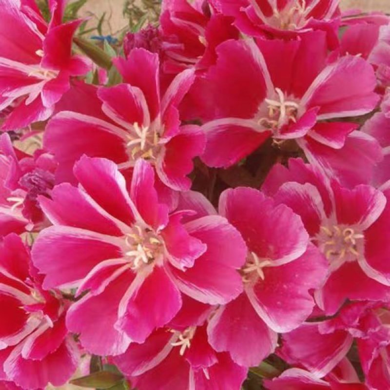 古代稀种子送春花晚春锦花园花坛花境播种栽培常见品种