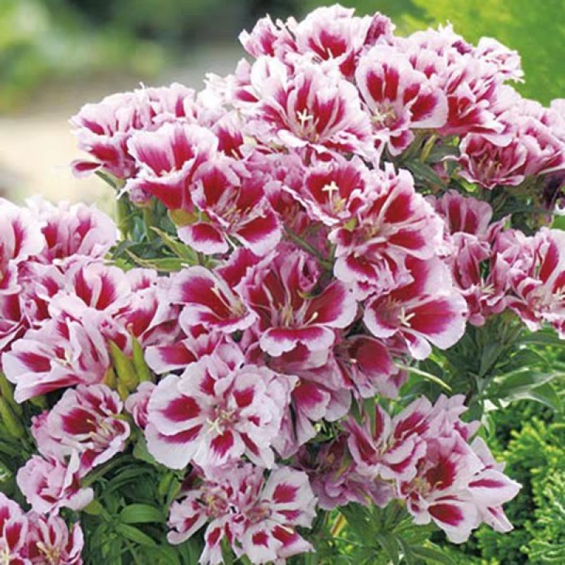 古代稀种子送春花晚春锦花园花坛花境播种栽培常见品种