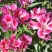 古代稀种子送春花晚春锦花园花坛花境播种栽培常见品种