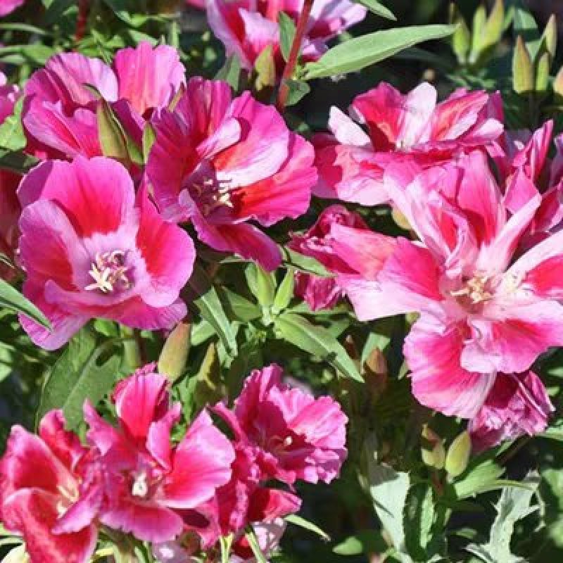 古代稀种子送春花晚春锦花园花坛花境播种栽培常见品种