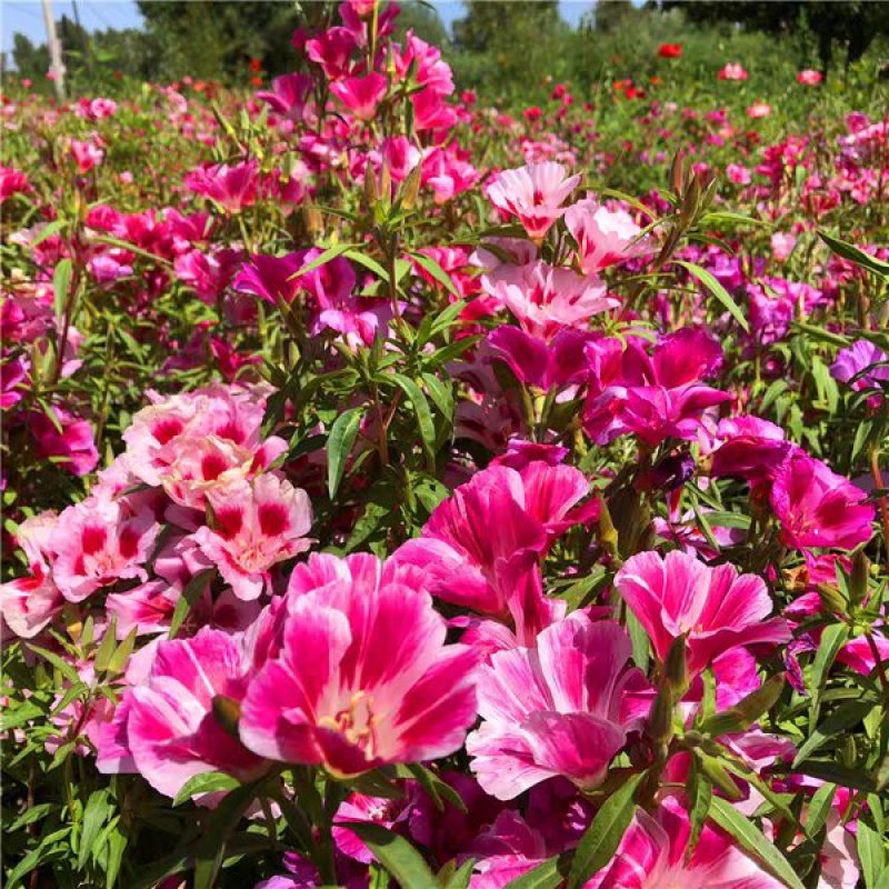 古代稀种子送春花晚春锦花园花坛花境播种栽培常见品种